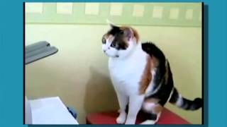 Dubstep cat :3