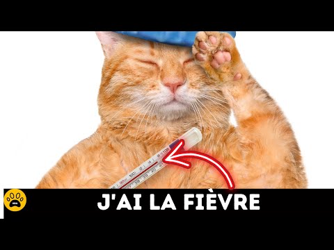 Vidéo: Votre animal a-t-il de la fièvre? Voici comment savoir - et quoi faire s'il le fait