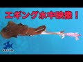 能登アオリイカゲーム開幕!!ティップランエギングを水中からGoProで撃撮する！