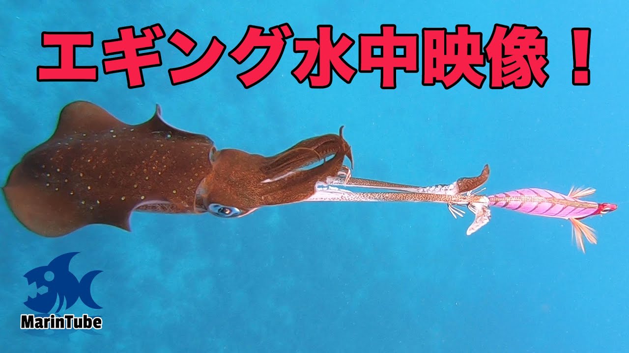 能登アオリイカゲーム開幕!!ティップランエギングを水中からGoProで撃撮する！