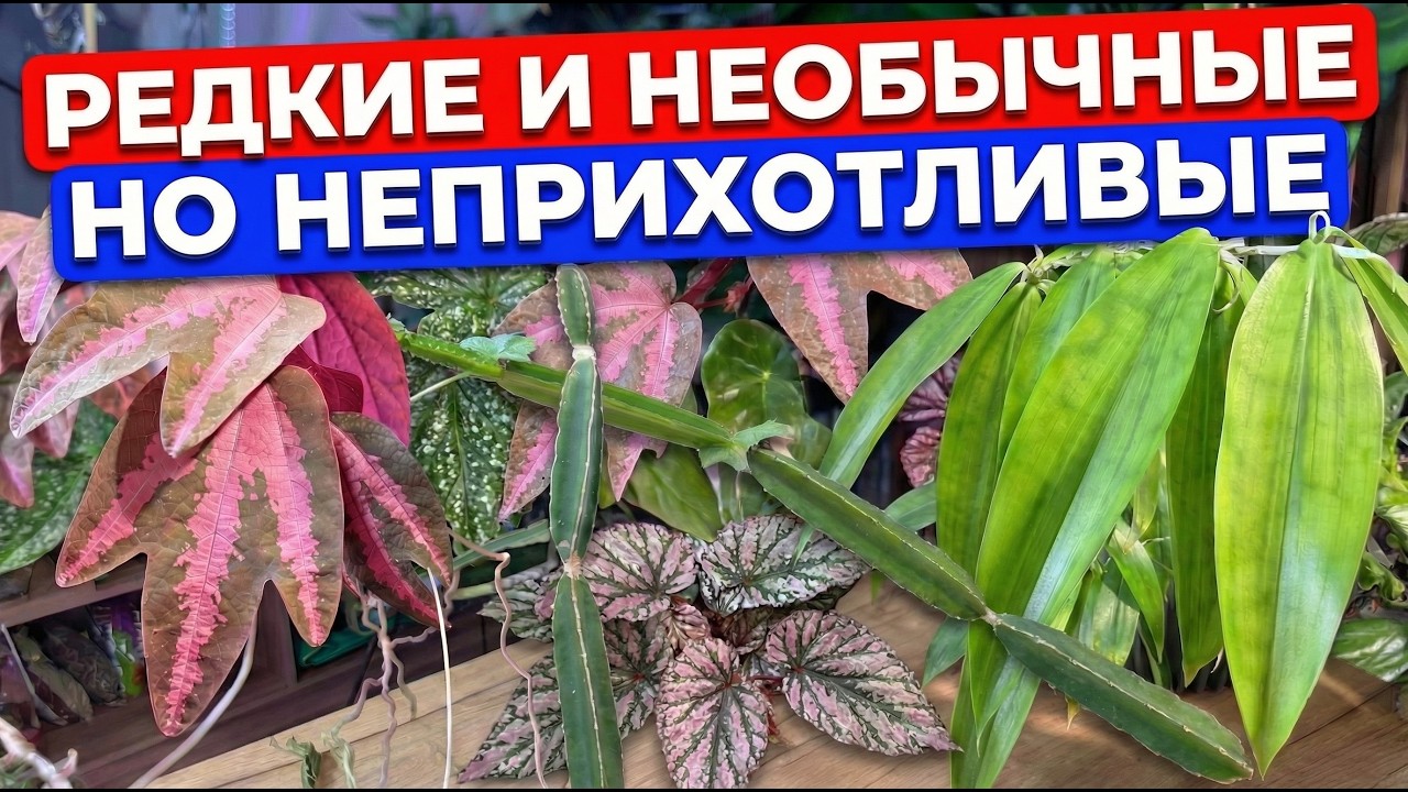3 растения в моей коллекции: редкие и необычные, но неприхотливые и красивые