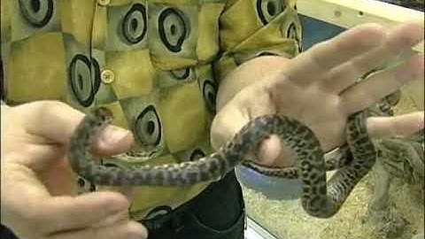 Handling Spotted Pythons