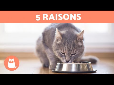 Vidéo: 6 astuces pour trouver un chat perdu