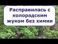 476  Расправилась с колорадским жуком без химии