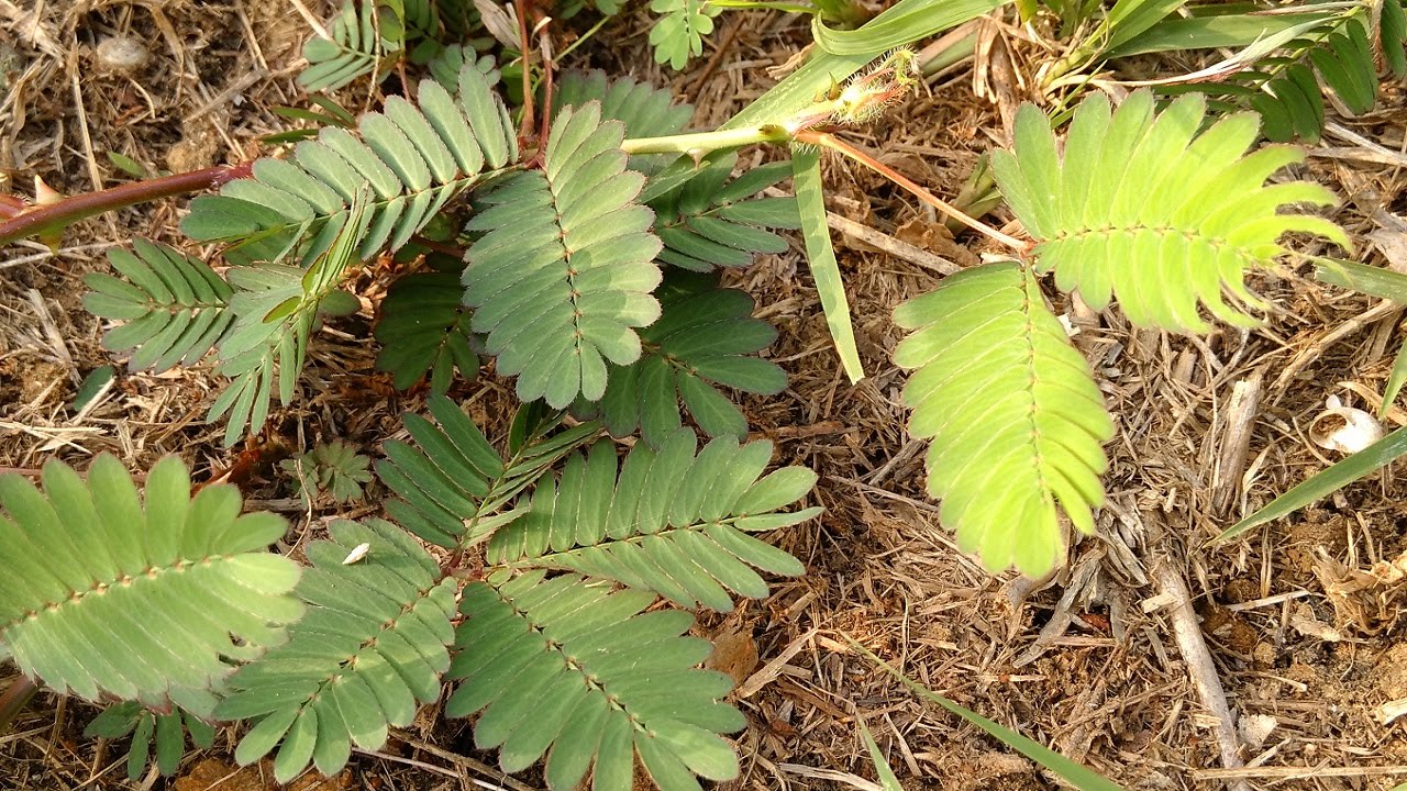 Explore the shy plant Touch Me Not (Mimosa pudica) YouTube
