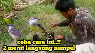 Pakai Trik Mikat seperti ini auto panen Ciblek walau susah dipikat