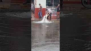 Man Washes Dog Under Gushing Street Leak
