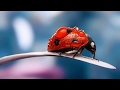 R․ Hakhverdyan - Ladybug - Children's song