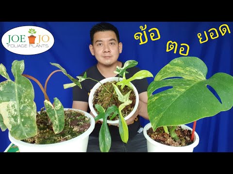 วีดีโอ: คุณสามารถปลูกพืชในตอไม้ได้หรือไม่?
