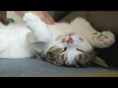 夢みる猫 Dreaming cat