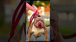 German Shepherd 🔥 vs Pitbull ☠️ fight 👊 kya lagta hai 🤔 who wins😈 #pitbull #fact #dog #facts #viral