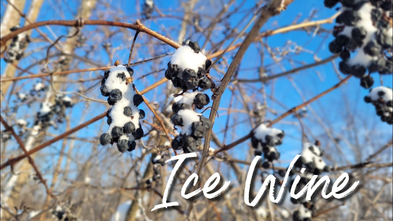 Ice Wine (Micro batch)