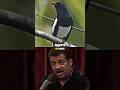 This Bird is Smarter Than You