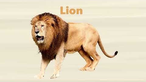 BFJ Intro BOIR Styled