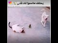يحلف انه ماسوا له شي 