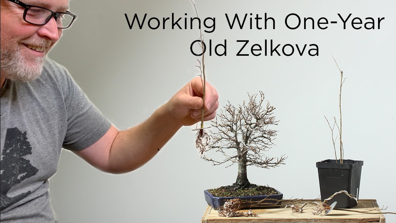 Bonsaify Three Suggestions for Planting OneYearOld Zelkova Bare