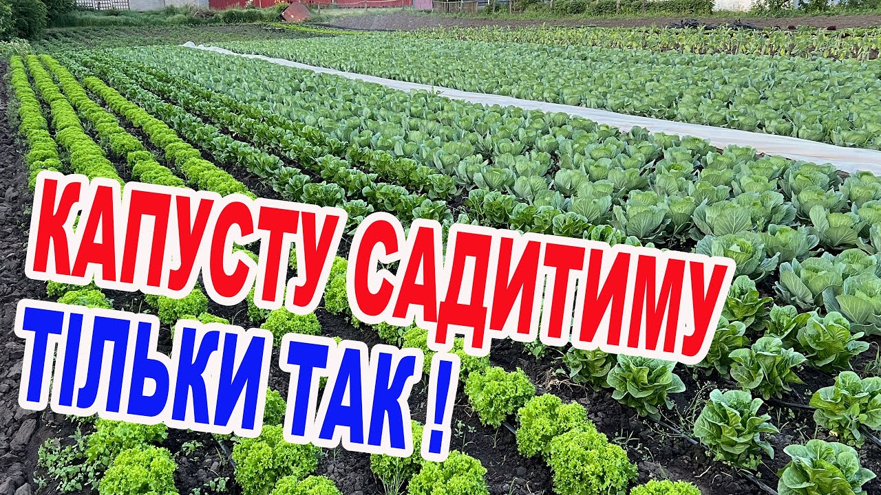 Перевірений сорт та технологія вирощування білоголової капусти