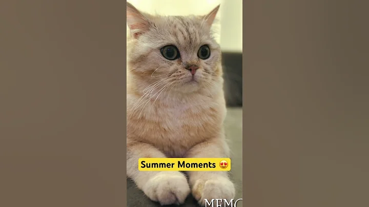 Watch the video about Best July Cat Moments! Britisch shorthair cat 😍golden and silver❤️