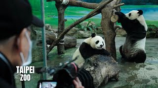 Taipei Zoo Walking Tour (Largest Zoo in Asia) (4K HDR)