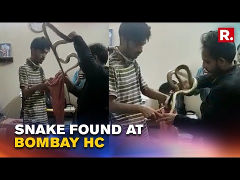 Snake Found Inside Judge's Chamber At Bombay High Court | #Shorts