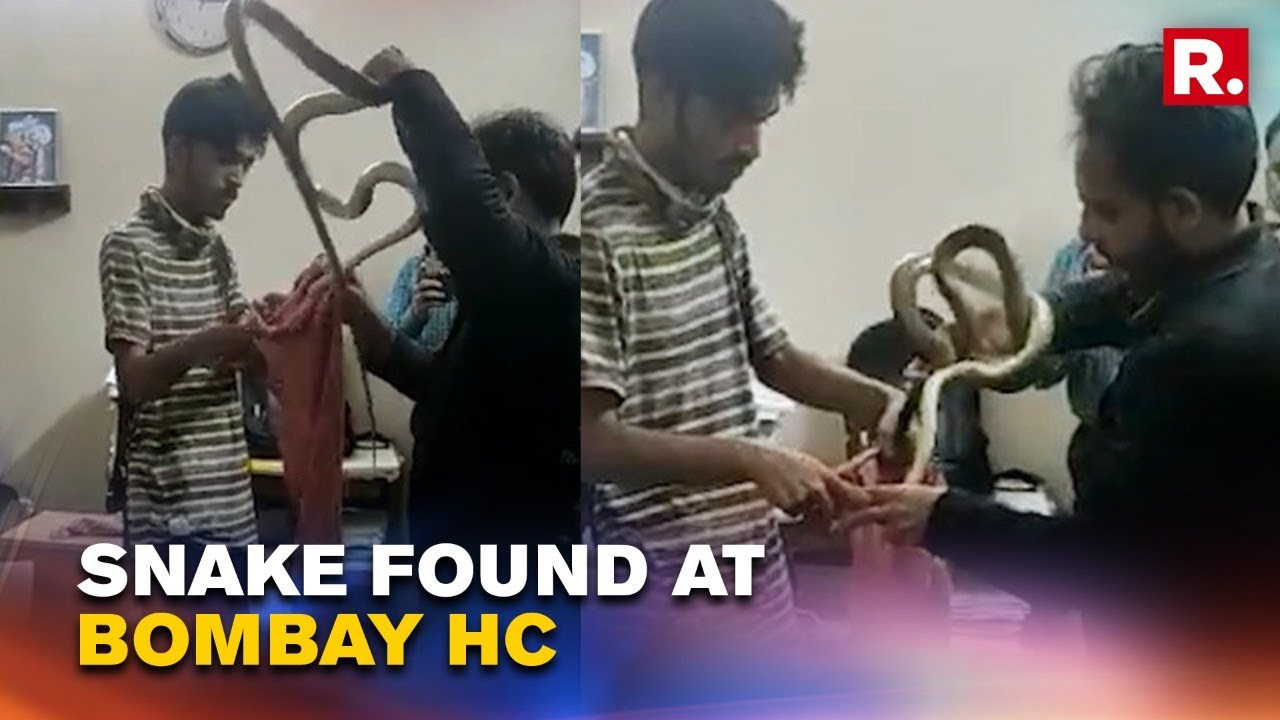 Snake Found Inside Judge's Chamber At Bombay High Court Shorts YouTube