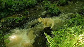 Chiot husky dans une rivière de tout les dangers