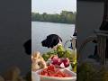 Fondue night while dog exploring outside #shorts #canalboatlife #foodie #dog #veggies #meat #ytshort