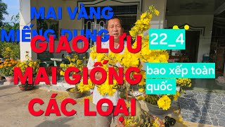 0366 048 123 MAI VÀNG MIẾNG DUNG GIAO LƯU MAI VÀNG CÁC LOẠI