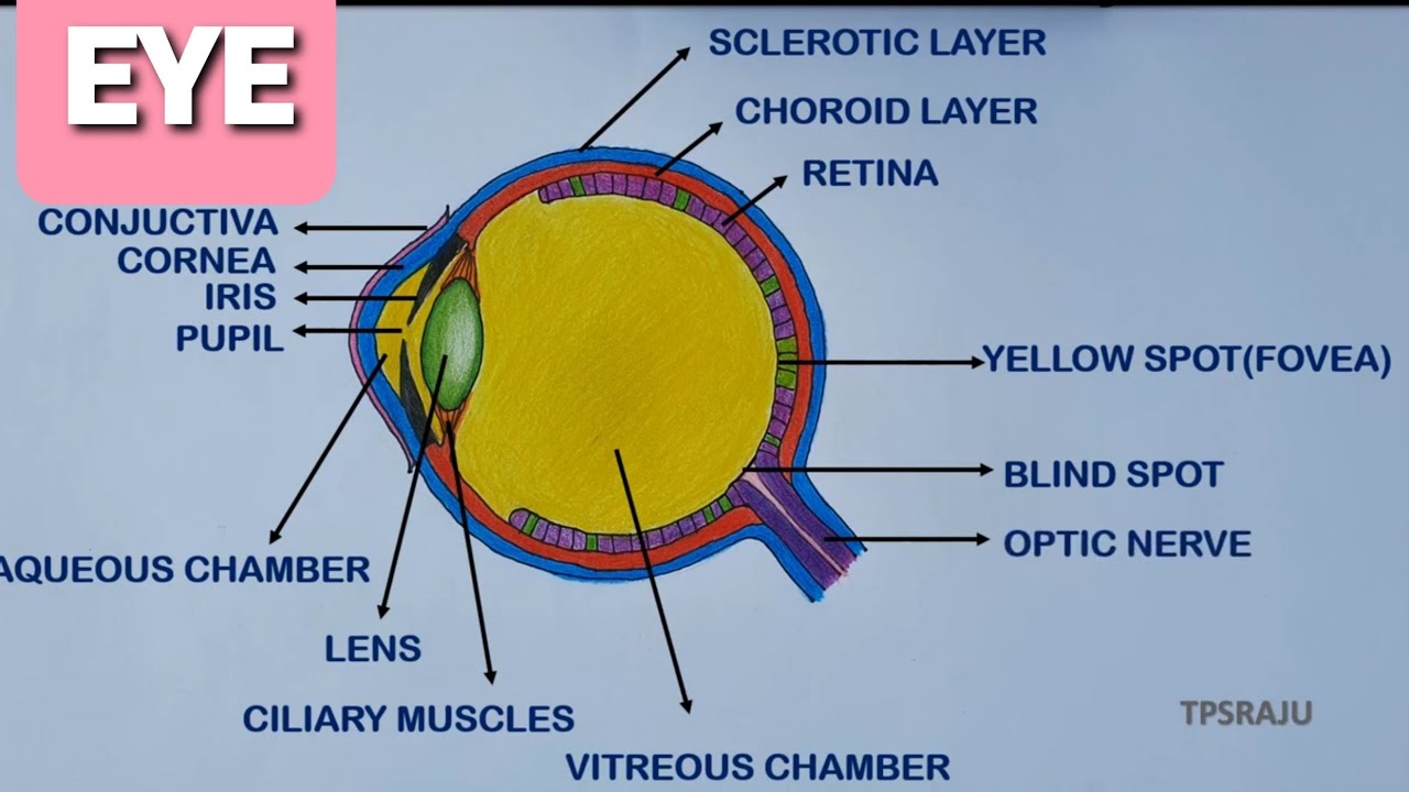 describe the structure of human eye, with neat labelled diagram - Brainly.in