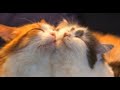 Смешные коты | Приколы с котами | Кошки | Позитив  |Создай себе хорошее настроение