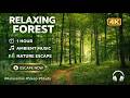 Deep Forest 4K — Misty Woods &amp; Stream | 1 Hour Shamanic Tribal Ambient for Meditation