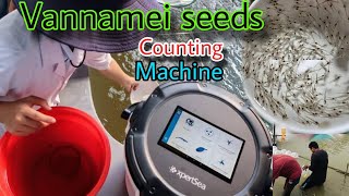 vannamei seeds stoking and counting process||prawn seeds counting machine||jhinga fish seeds count