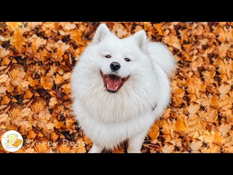 INSTANT Dog Relaxation Music! Soothing Music for Hyperactive Dogs, Help with Sleep!