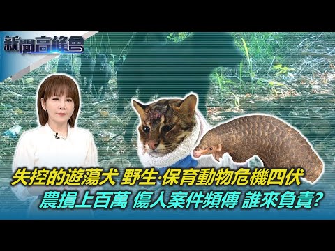 遊蕩犬傷人層出不窮 野生‧保育動物危機四伏｜豬雞鵝慘死 農漁民財損上百萬｜收容所「狗滿為患」零撲殺政策配套失靈｜亞哥花園熄燈真凶！小黑蚊肆虐全台｜新聞高峰會｜陳雅琳｜華視新聞 20231126