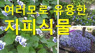 여러모로 유용한 지피식물! Ground cover plants useful in many ways!