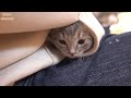 【生後28日】眠くなるとポケットに入って寝てしまう子猫
