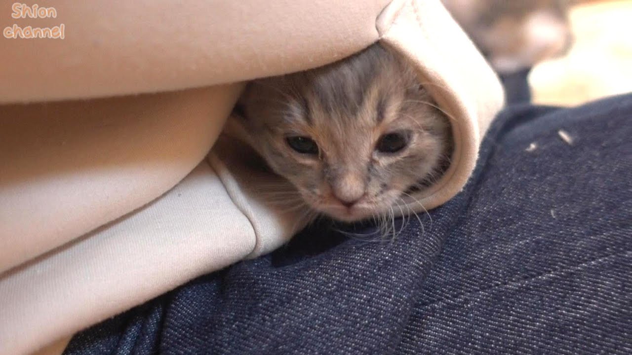 【生後28日】眠くなるとポケットに入って寝てしまう子猫