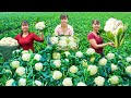 Harvesting green cauliflower goes to market sell  cooking cauliflower  tiu vn daily life