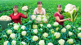 Harvesting Green Cauliflower Goes to market sell  Cooking cauliflower | Tiểu Vân Daily Life