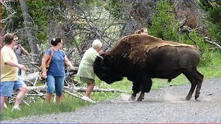 Damn Nature You Scary | Funny Scary Animal Encounters