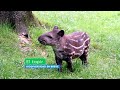 Biodiversidad en breve El Tapir