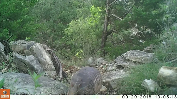 Texas Trail Cam Compilation October 6, 2018