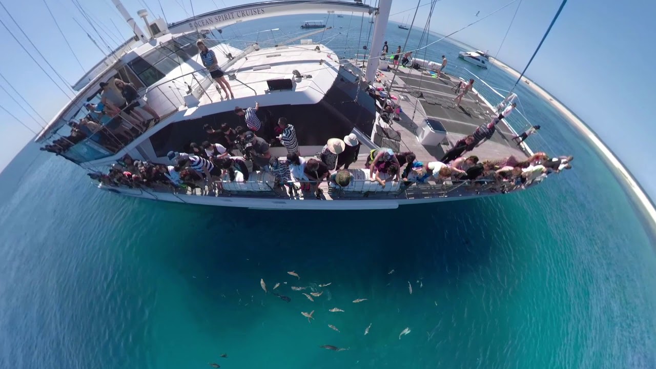 Fish Feeding on Ocean Spirit