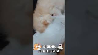 15-ДЕНЬ.КОТЯТА РАСТУТ.МАЛЕНЬКИЕ КАМОЧКИ.