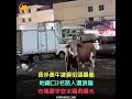 長沙黃牛凌晨街頭暴衝 地鐵口3名路人遭頂傷 市場屠宰安全漏洞曝光【冬星新聞】