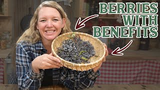 They Bought An Elderberry Business! (How Elderberries can help you Thrive)