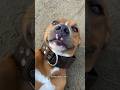 Mi perro puede HABLAR! 😱🐶 #pitbull #humor #viral