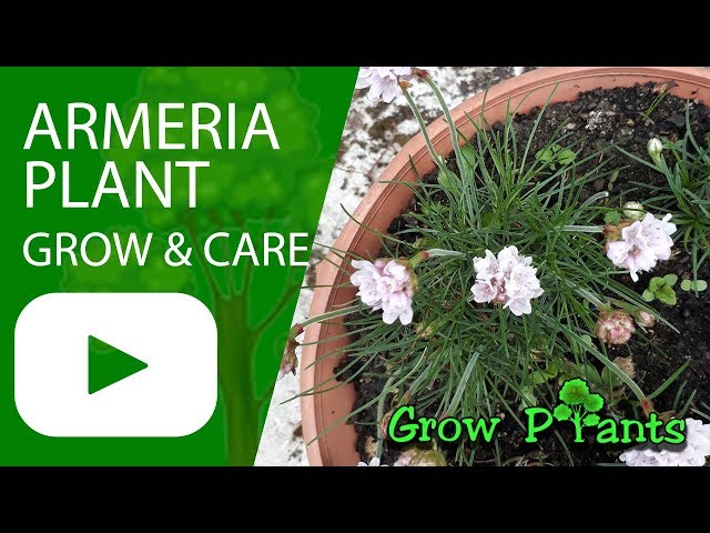 Armeria plant - grow & care (Thrift plant) - YouTube