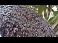 Hanging of small bees