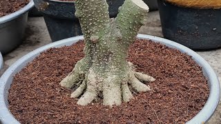 BAHAN BONSAI ANTING PUTRI TRUBUSAN SHIAP PEMBESARAN CABANG..